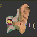 Human Ear Anatomy Showing External Middle And Inner Structures With Sound Waves 3d model