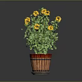Potted Plant With Yellow Flowers And Green Leaves In Red Brown Barrel Planter
