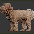 Cute Brown Curly Haired Dog With Tongue Out Standing On Shiny Surface