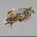 Animal Skull With Horns Showing Natural Bone Structure Of Fur Bearing Mammal