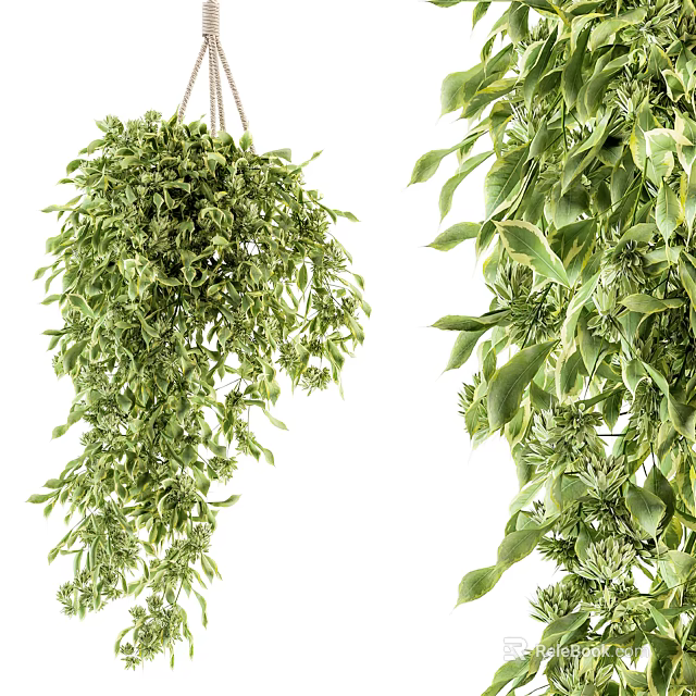 Hanging Basket Plants with Lush Green Trailing Leaves for Indoor Home Decor 3d model 