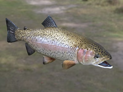 Rainbow Trout Suspended Fresh Whole Fish With Spotted Body Open Mouth And Pinkish Hue 3d model