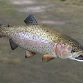 Rainbow Trout Suspended Fresh Whole Fish With Spotted Body Open Mouth And Pinkish Hue
