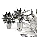 Indoor Potted Plants With Large Green Leaves And White Flowers In Silver Planters