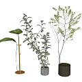 Modern Potted Plants With Large Green Leaves Small Dotted Foliage And Stylish Pots