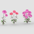 Pink And Purple Flowers With Green Leaves And Stems Arranged In Row