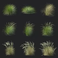Various Ornamental Shrubs with Green and Golden Tufted Foliage Varieties for Landscaping