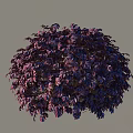 Well Trimmed Round Shaped Shrub with Vibrant Purple Foliage and Lush Leaves