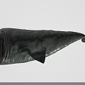 Prehistoric Marine Creature With Gray Body Open Mouth And Large Size On Black Background