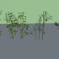 Various Bamboo Plants With Different Heights And Green Leaves In Natural Scene