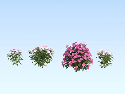 Colorful Garden Flowers with Pink and White Blooms Different Varieties in Fresh Green Foliage 3d model