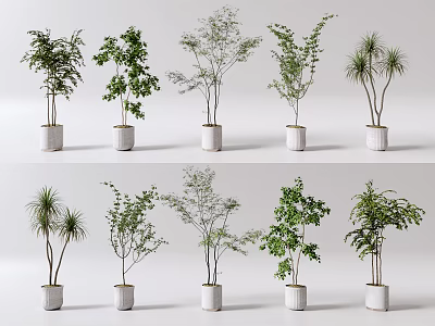 Various Bonsai Potted Plants In White Pots Arranged For Home Decor 3d model