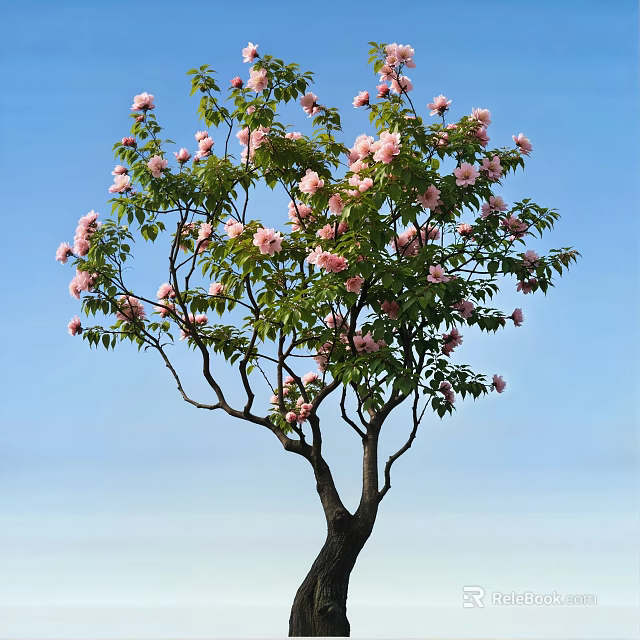 Beautiful Arbor Tree with Pink Blossoms and Green Leaves Against Blue Sky 3d model 