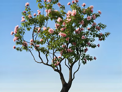 Beautiful Arbor Tree with Pink Blossoms and Green Leaves Against Blue Sky 3d model