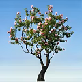 Beautiful Arbor Tree with Pink Blossoms and Green Leaves Against Blue Sky