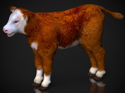 Cow pup animal 3d model