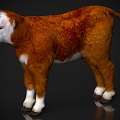 Cow pup animal 3d model