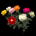 Colorful Garden Roses In Various Colors With Green Leaves And Petals