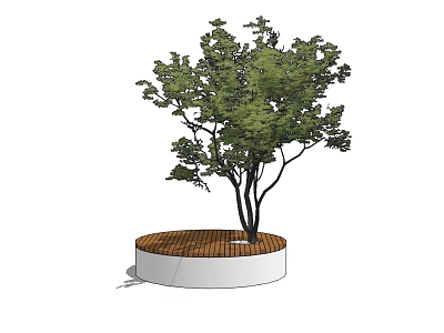 Modern Tree Planter with White Circular Base Wooden Cover and Green Leaf Tree 3d model
