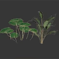 Green Leafy Plants with Large Round Lotus Leaves and Broad Stems on Dark Reflective Surface