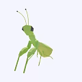 Modern Mantis 3d model