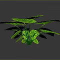 Green Plant With Large Leaves Yellow Striped Edges And Prominent Veins On Dark Background