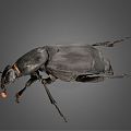 Modern Beetle 3d model