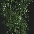 Tall Green Bamboo Stems With Lush Leaves In Natural Growth Environment