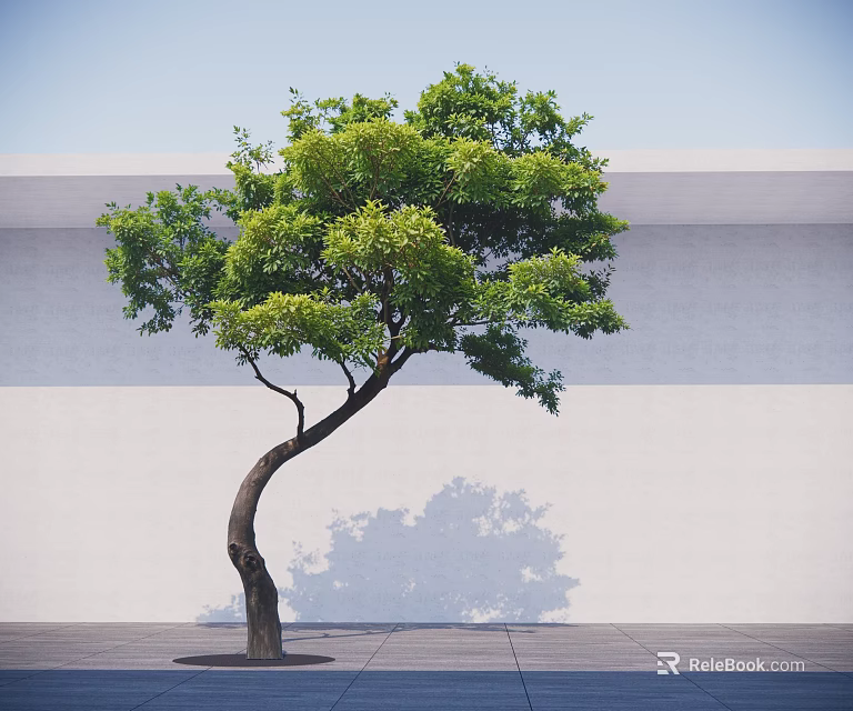 Curved Trunk Tree With Lush Green Leaves Against White Wall And Gray Ground Shadow 3d model 