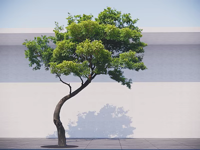 Curved Trunk Tree With Lush Green Leaves Against White Wall And Gray Ground Shadow 3d model