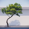 Curved Trunk Tree With Lush Green Leaves Against White Wall And Gray Ground Shadow