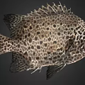 Spotted Marine Fish With Unique Black And White Body Pattern Appearance 3d model