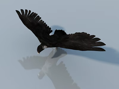 Black Reptile Soaring With Spread Wings And Clear Water Reflection 3d model