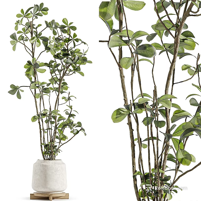 Bonsai Potted Plants With Green Leaves And Slender Stems In White Pots 3d model 