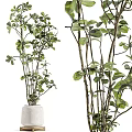 Bonsai Potted Plants With Green Leaves And Slender Stems In White Pots