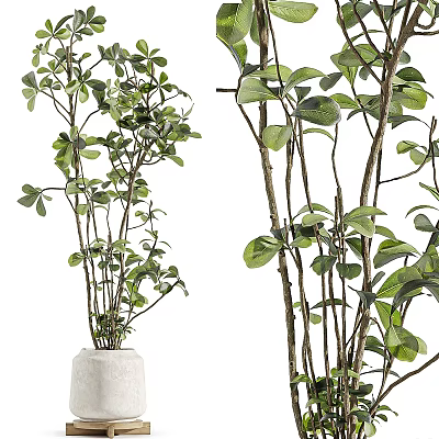 Bonsai Potted Plants With Green Leaves And Slender Stems In White Pots 3d model