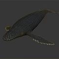 Realistic Gray Whale With Smooth Skin Fins And Tail On Black Background