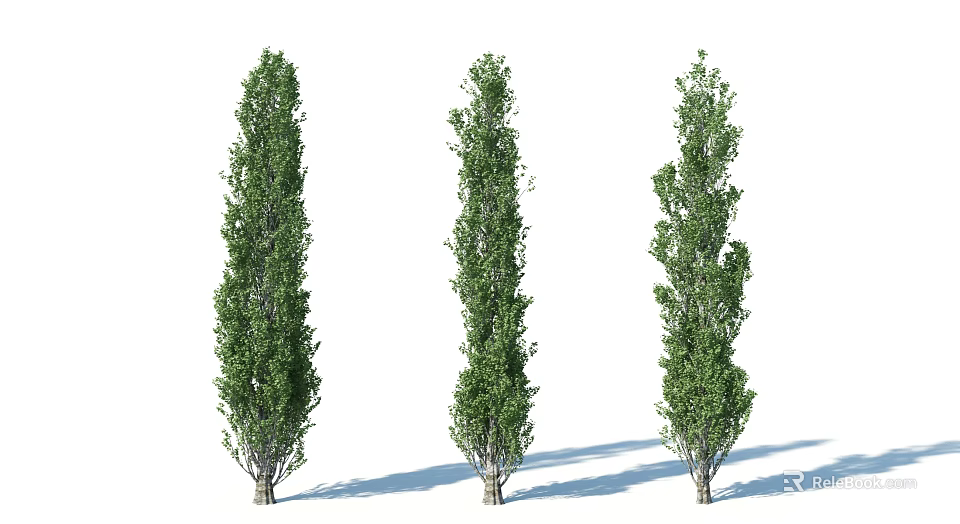 Three Tall Trees With Slender Trunks Green Foliage And Different Growth Forms 3d model 