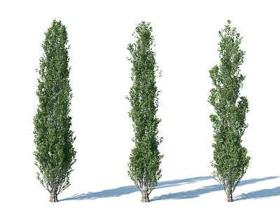 Three Tall Trees With Slender Trunks Green Foliage And Different Growth Forms 3d model