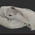 Aquatic Animal Skull Showing Detailed Anatomical Structure And Biological Features