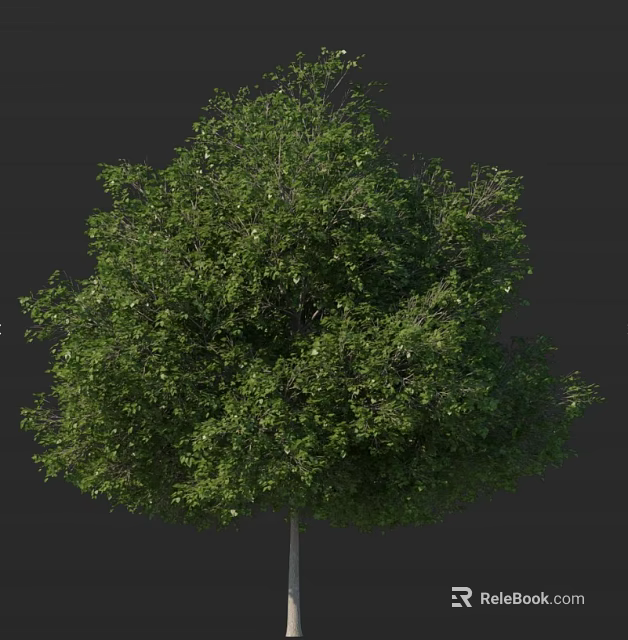 Tall Tree Featuring Lush Green Foliage Rounded Canopy And Straight Trunk 3d model 