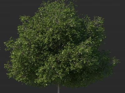 Tall Tree Featuring Lush Green Foliage Rounded Canopy And Straight Trunk 3d model