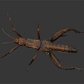 Brown Stick Insect With Elongated Body And Long Legs On Dark Background