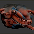 Heart Heart Human Heart Heart Anatomical Organs Human Organs Human Body 3d model