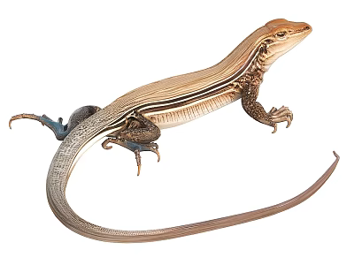 Brown and Beige Striped Lizard with Blue Claws and Long Tail on White Background 3d model