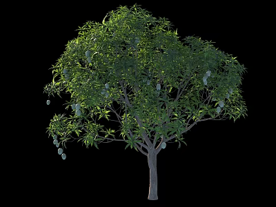 Lush Green Foliage and Hanging Fruits on Tall Deciduous Tree Isolated on Black Background 3d model