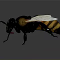 3D Rendered Bee Model With Detailed Wings And Yellow Black Striped Body