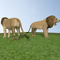 Two Reptile Lizards Standing On Green Grass One Facing Backward One Opening Mouth