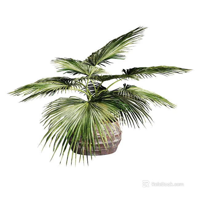 Lush Green Palm Bonsai Plant in Woven Pot with Broad Fan Shaped Leaves 3d model 