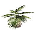 Lush Green Palm Bonsai Plant in Woven Pot with Broad Fan Shaped Leaves